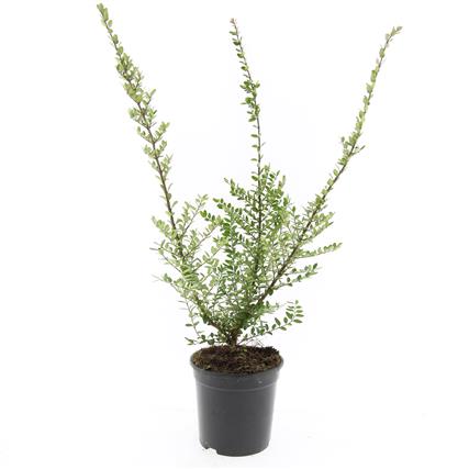 Lonicera nitida &