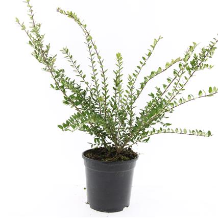 Lonicera nitida &