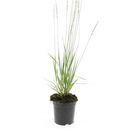 Molinia caerulea &