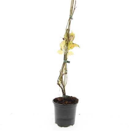 Parthenocissus q. engelmannii C5 (5 liters kruka) 215 cm