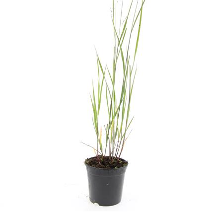 Jungfruhirs virgatum &