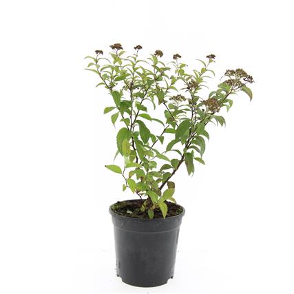 Spiraea japonica &