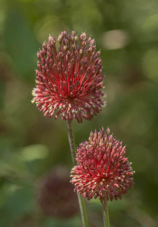 Allium &