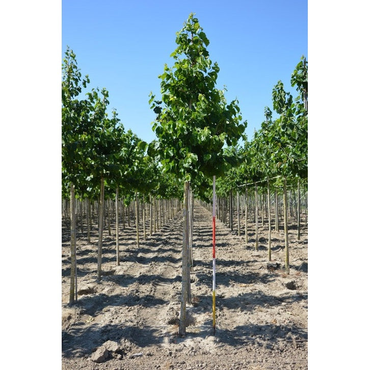 Turkisk hassel - Corylus colurna - Stammens omkrets 16-18 cm, höjd 3,5-4 meter, HS,