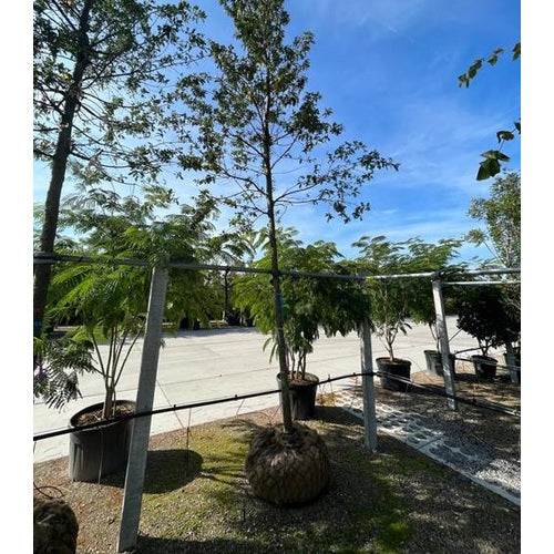 Turkisk ek - Quercus cerris - Stammens omkrets 20-25 cm, höjd 4-4,5 meter, HS,