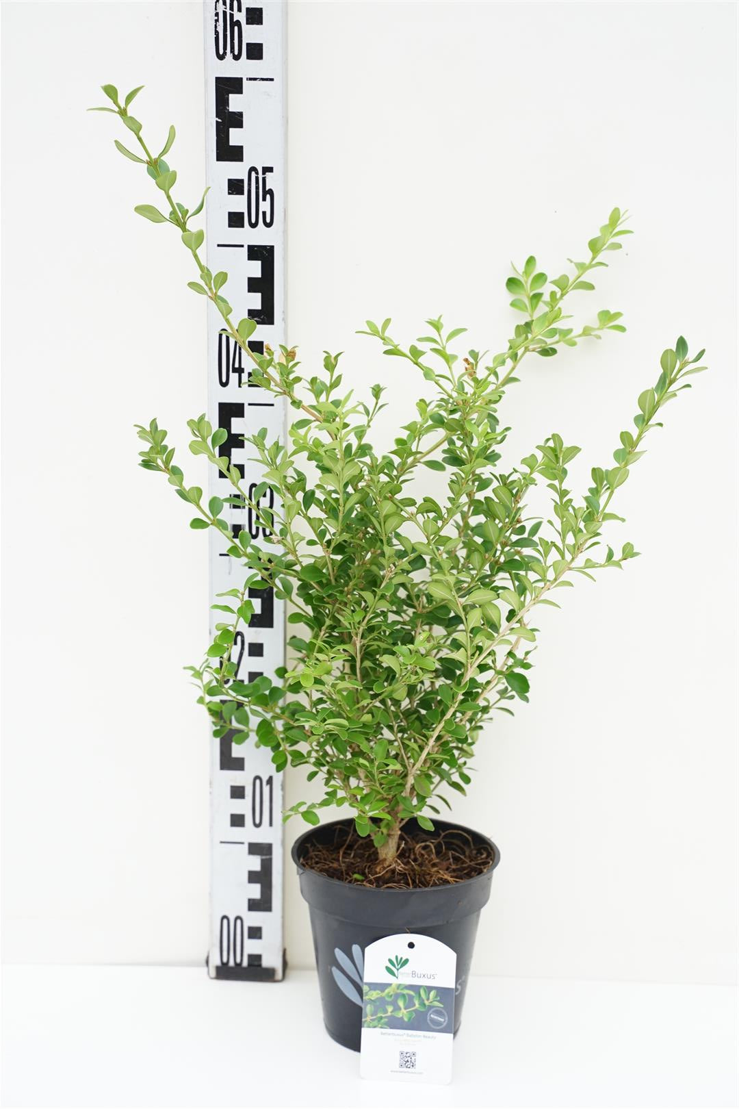 BetterBuxus® &