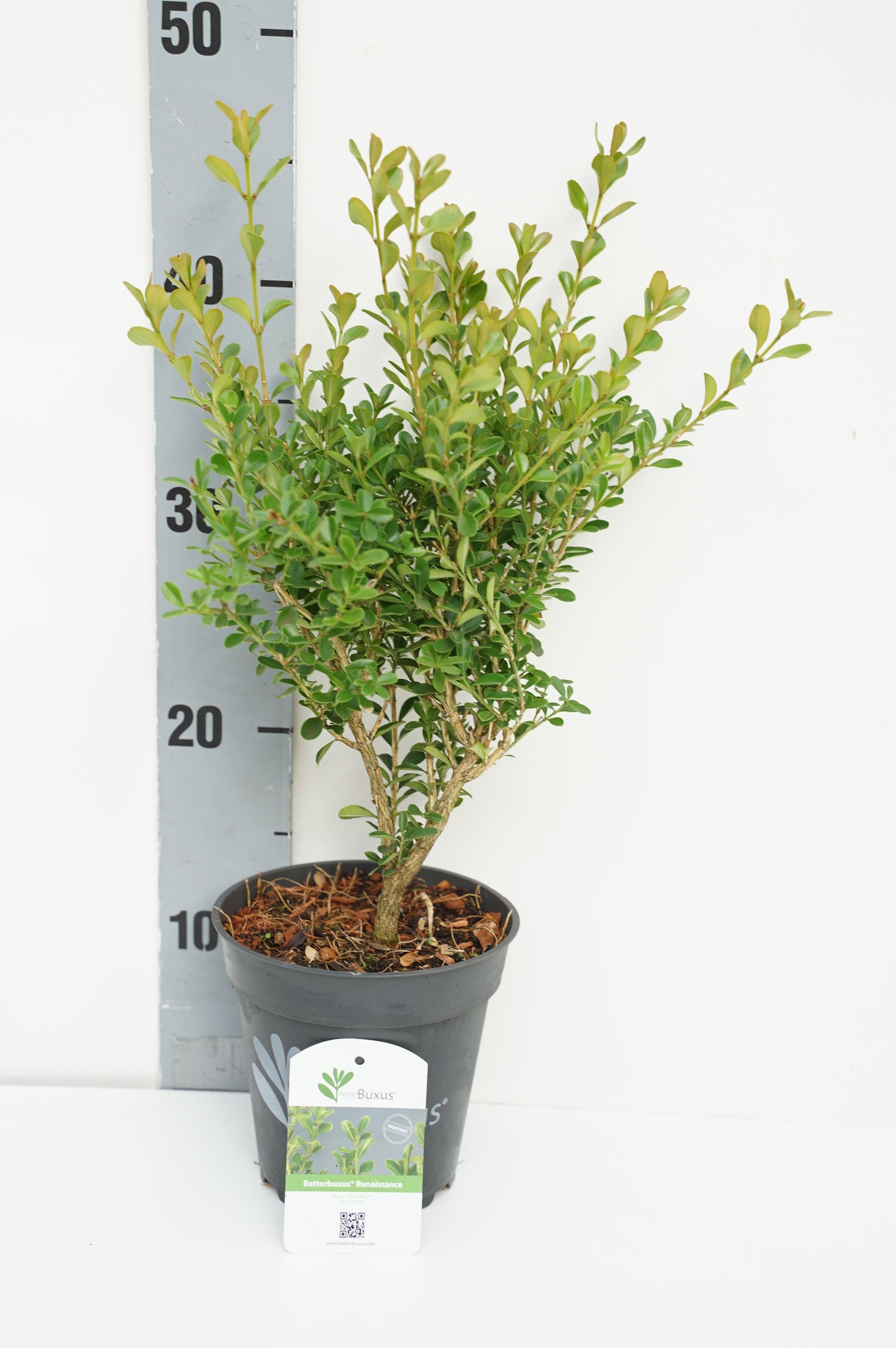 BetterBuxus® &