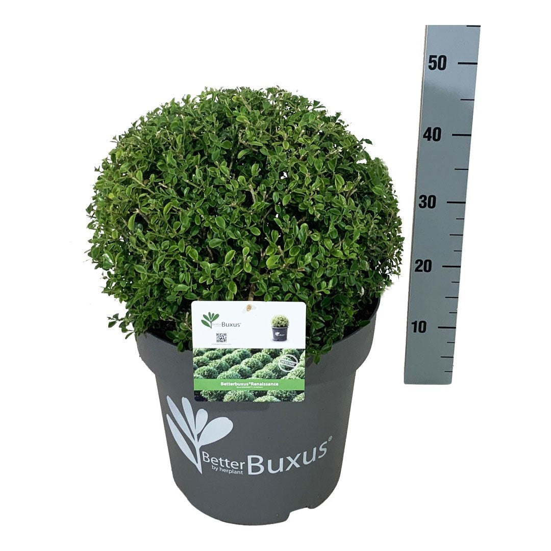 BetterBuxus® &