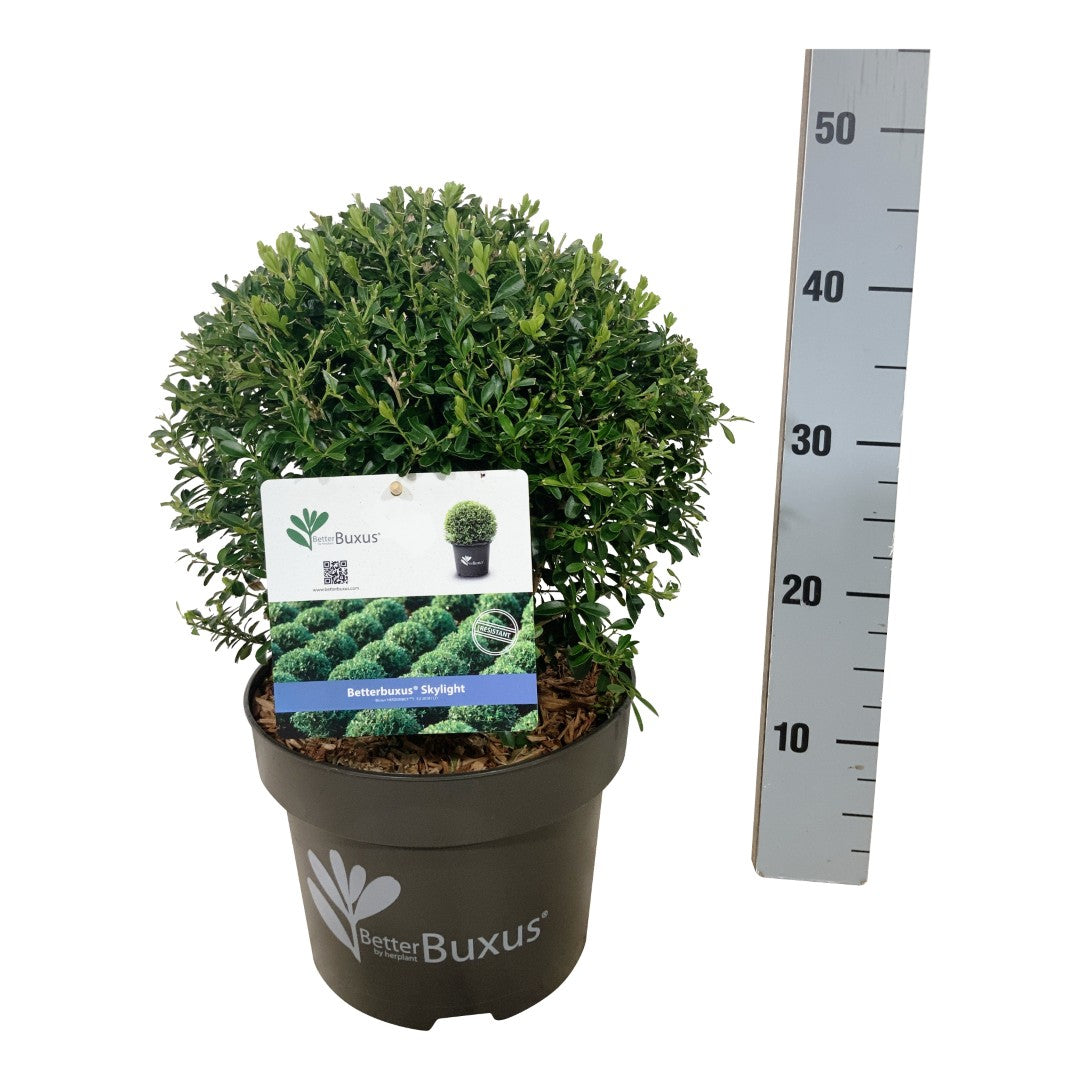 BetterBuxus® &
