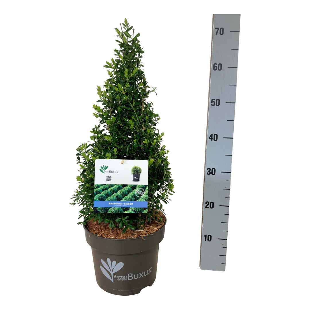 BetterBuxus® &
