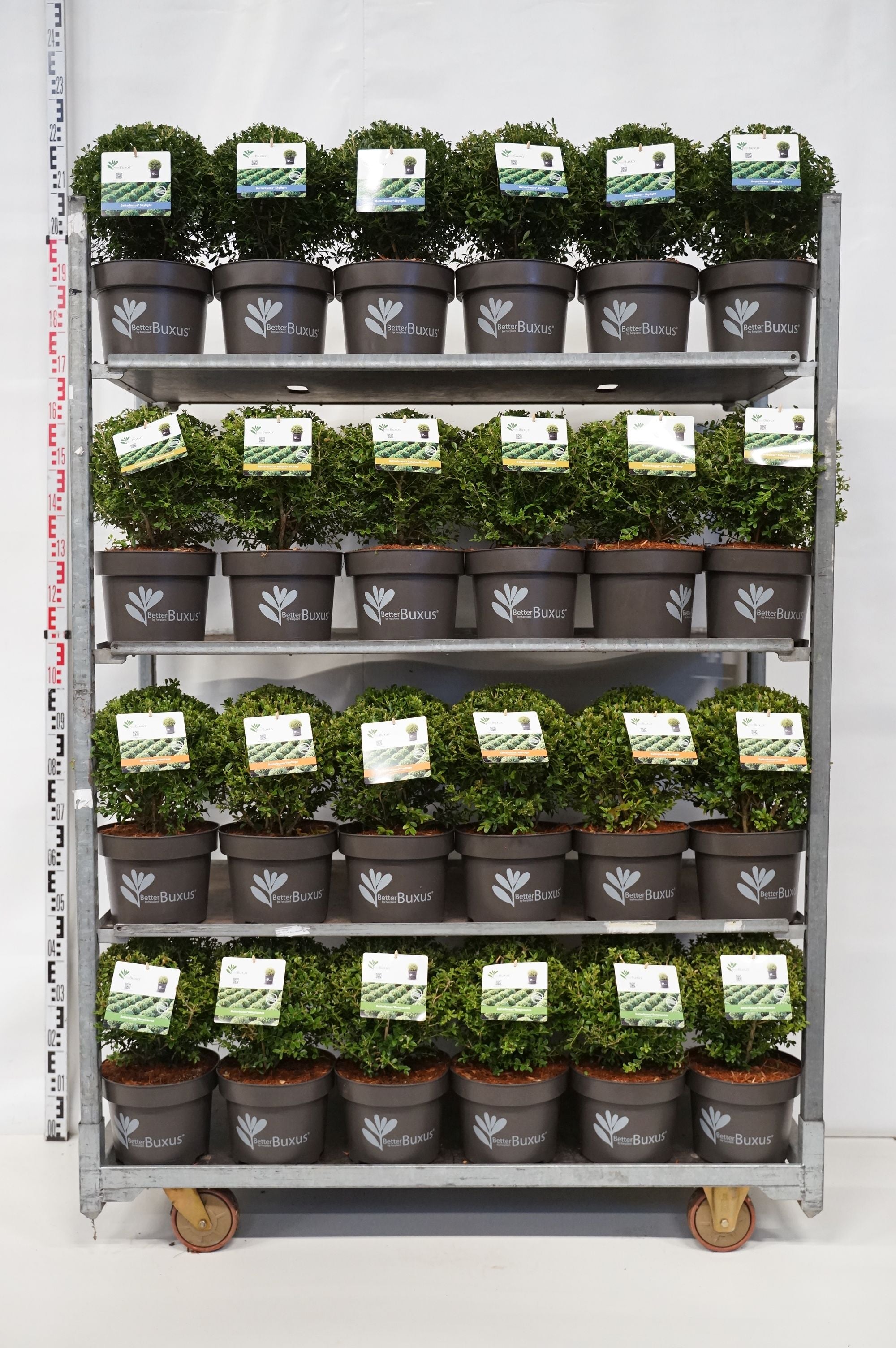 BetterBuxus® i sorter - 25-30 CM BALL C5/P23
