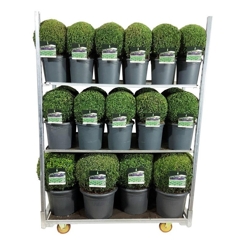 Buxus sempervirens MIX CC 2