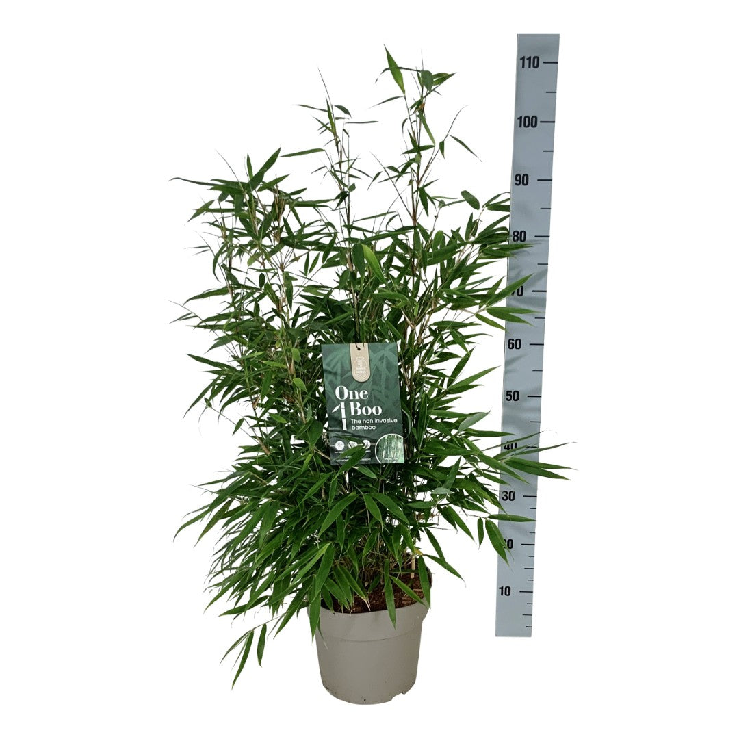 Fargesia robusta &