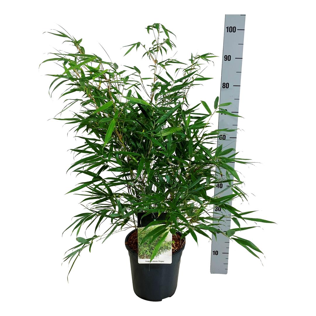 Fargesia robusta &
