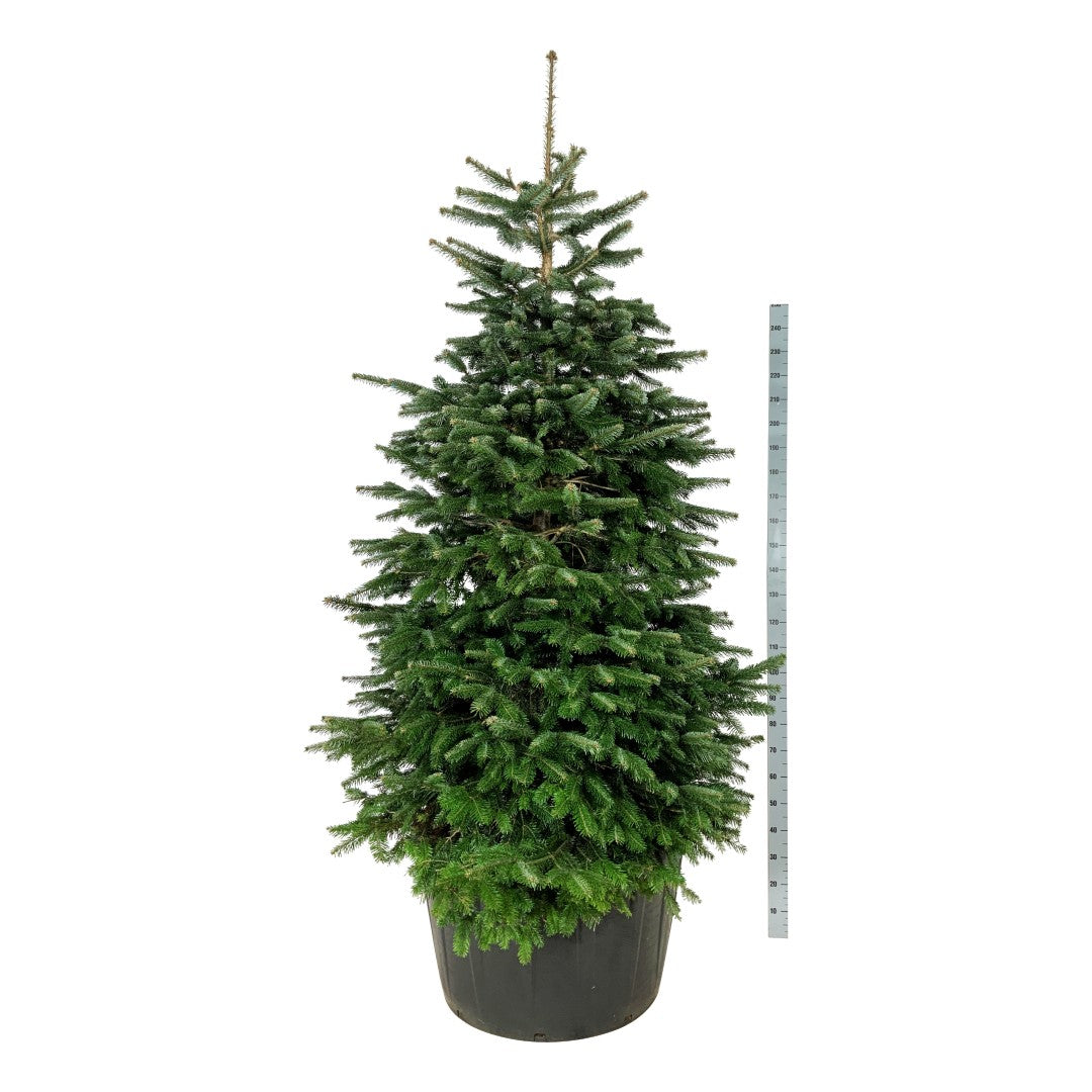 Silvergran nordmanniana - C285 225-250 CM SOL