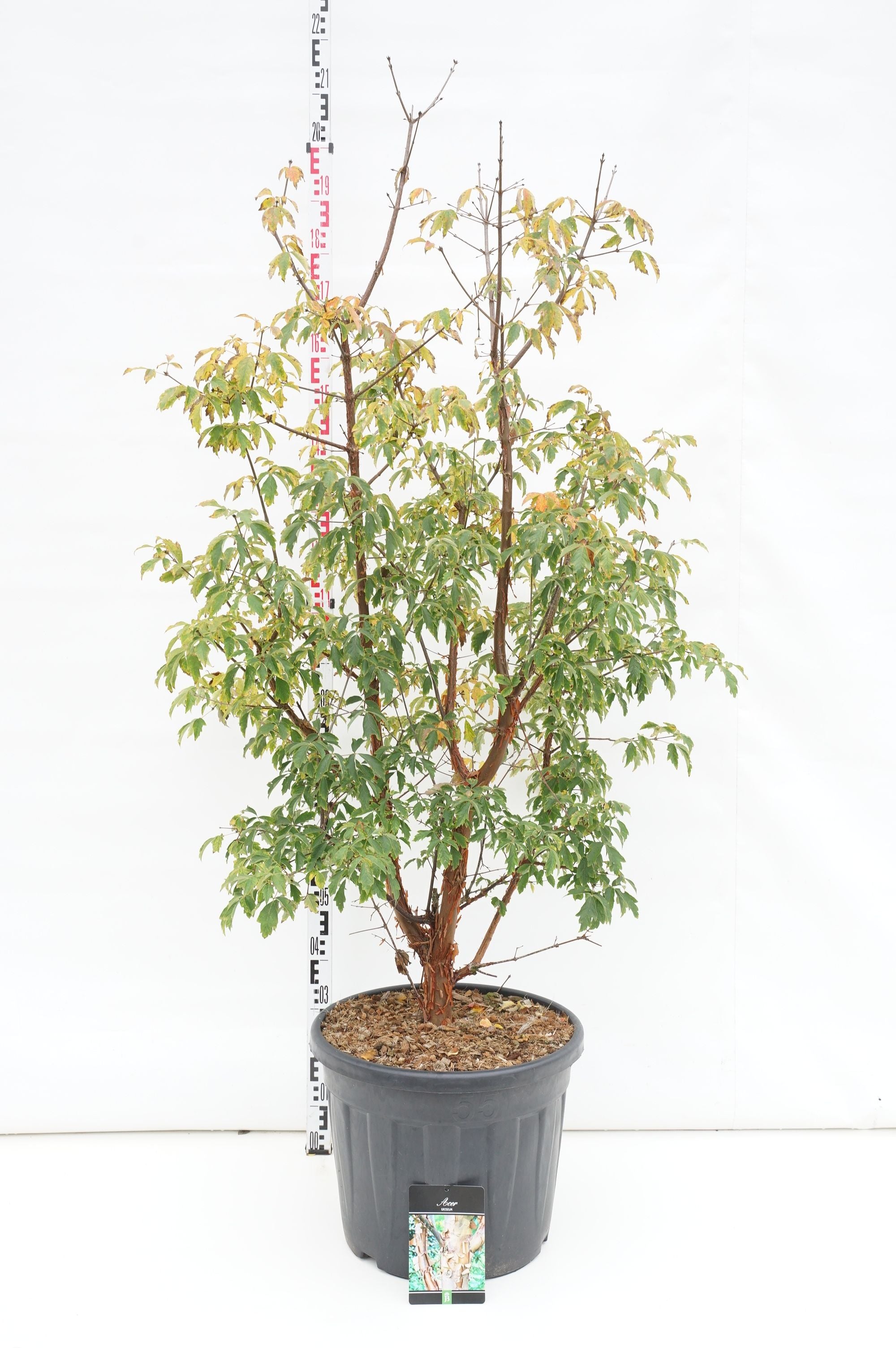 Lönn griseum - C55 150-175CM EXTRA