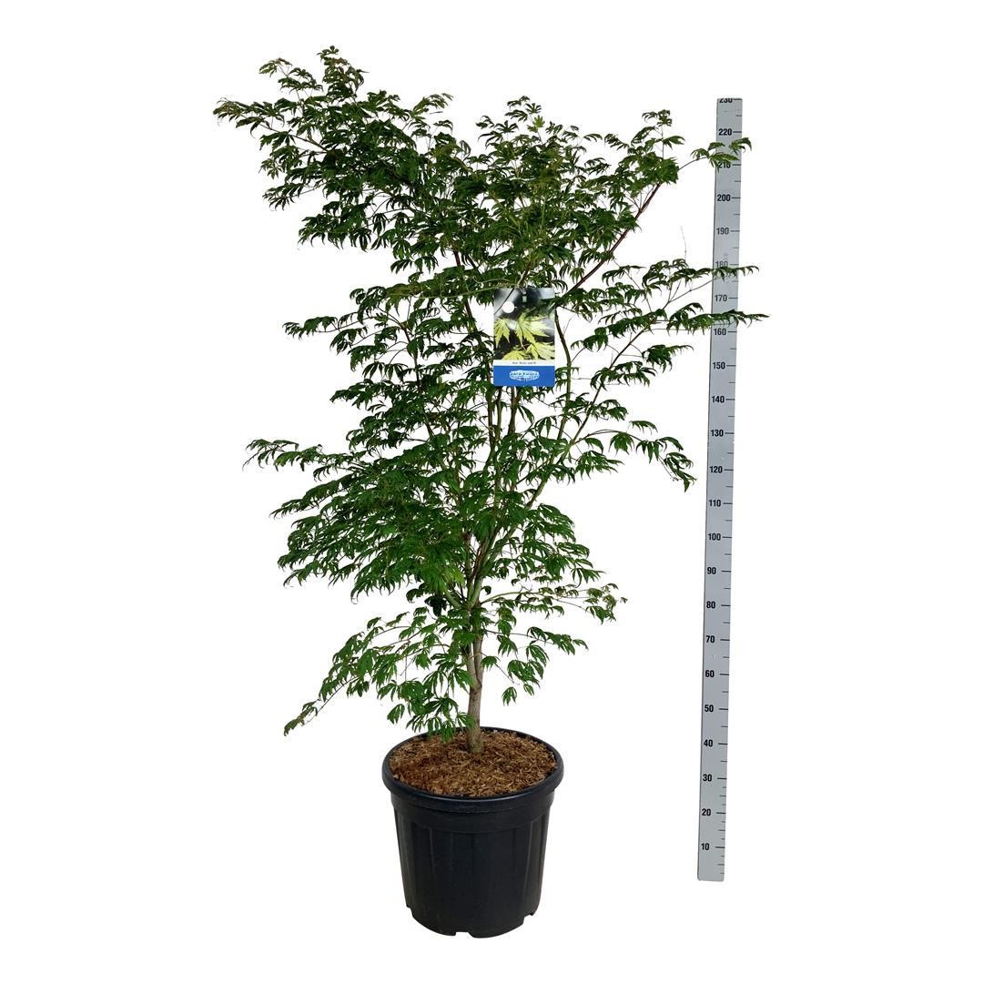 Acer &