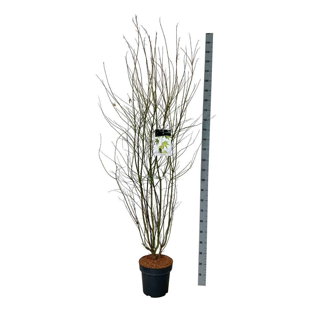 Lönn palmatum - C15 125-150 CM