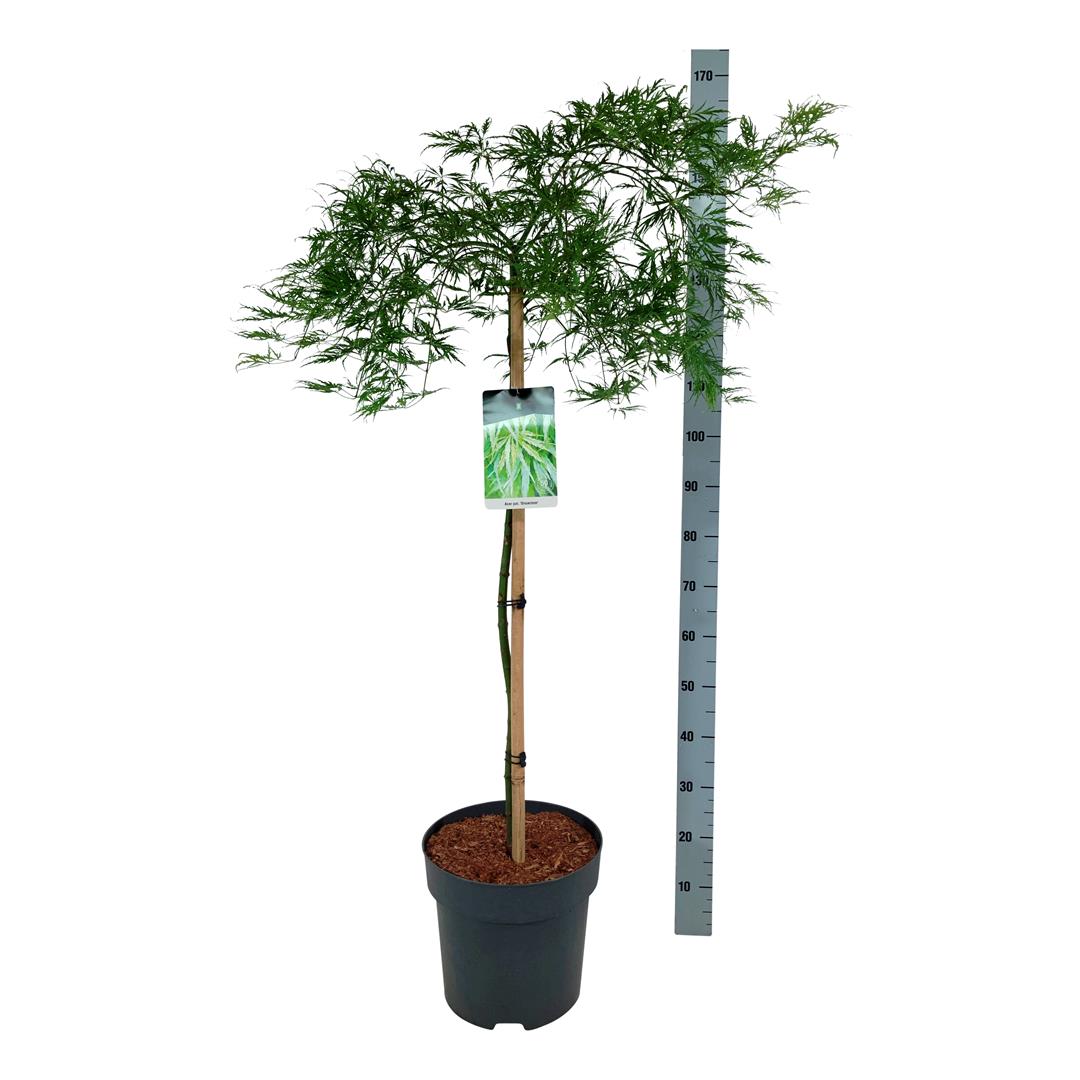 Acer palmatum &