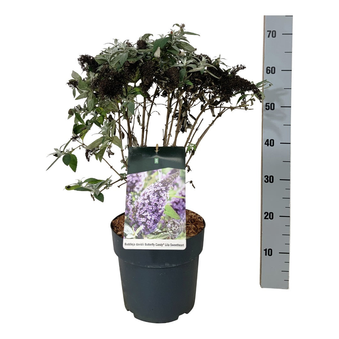 Buddleja d. &