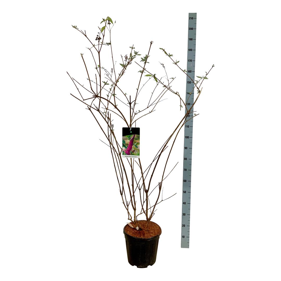 Syrenbuddleja d. &