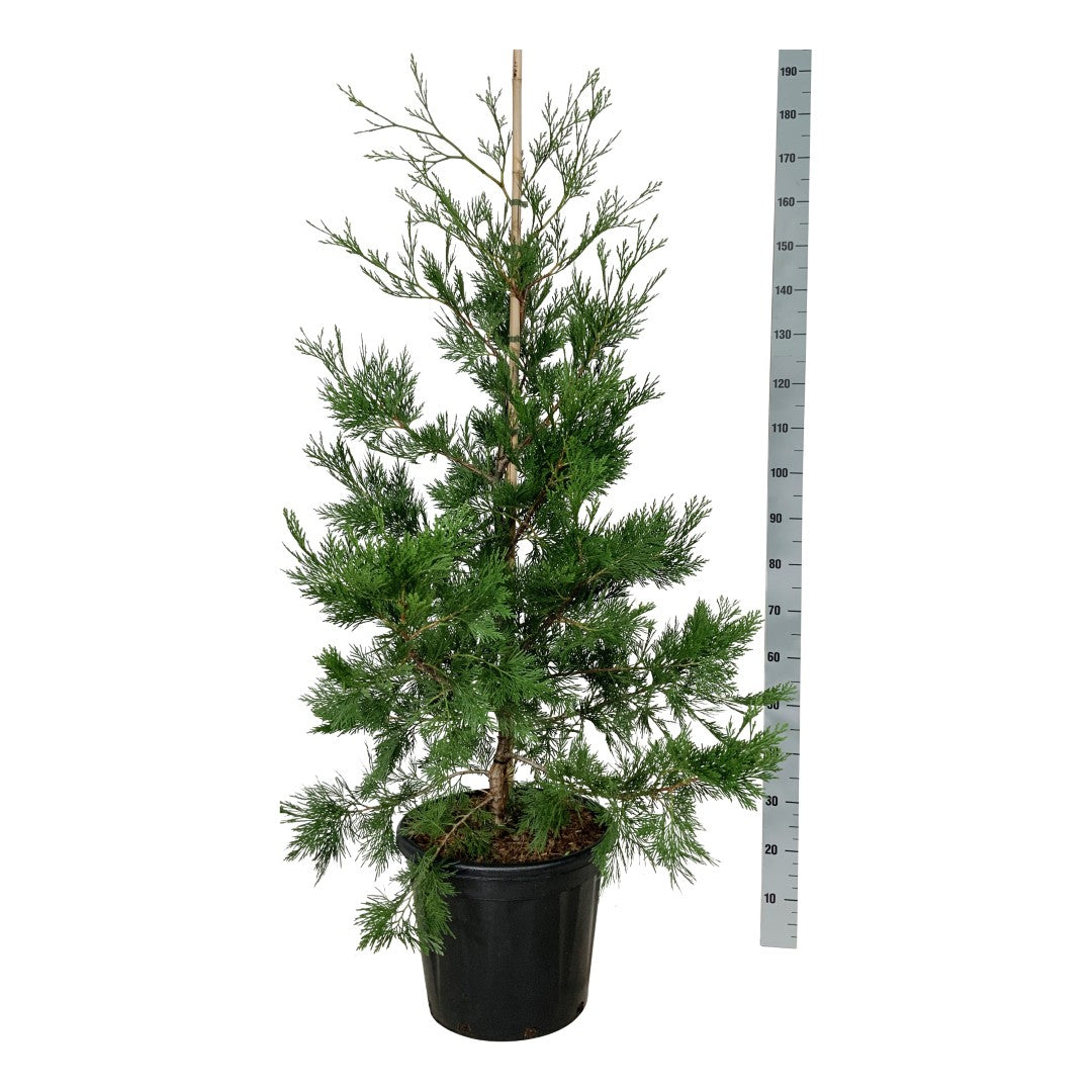 Kaliforniskt rökelseträd dec. &