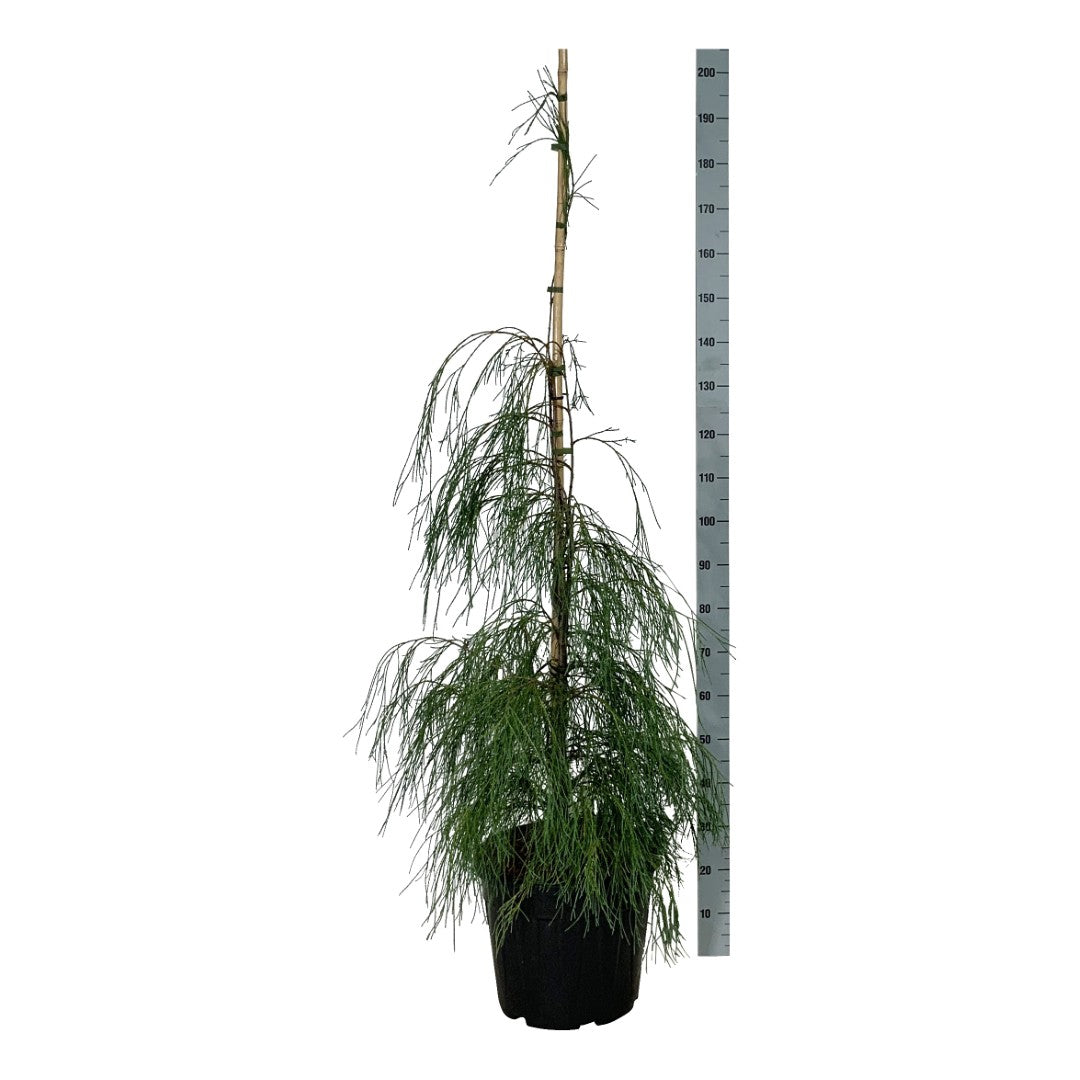 Ädelcypress l. &