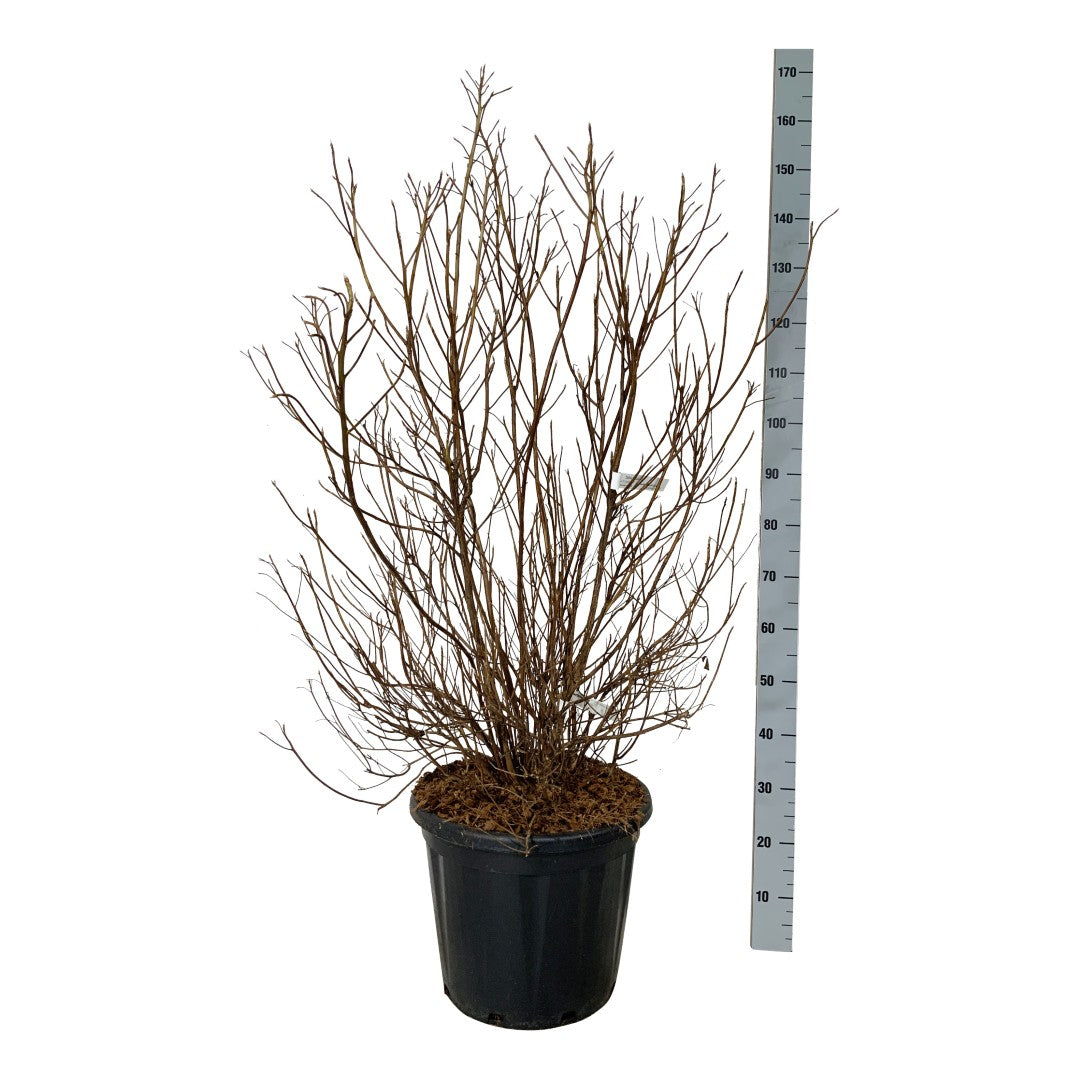 Konvaljbuske barbinervis - C30 60-80 CM EXTRA