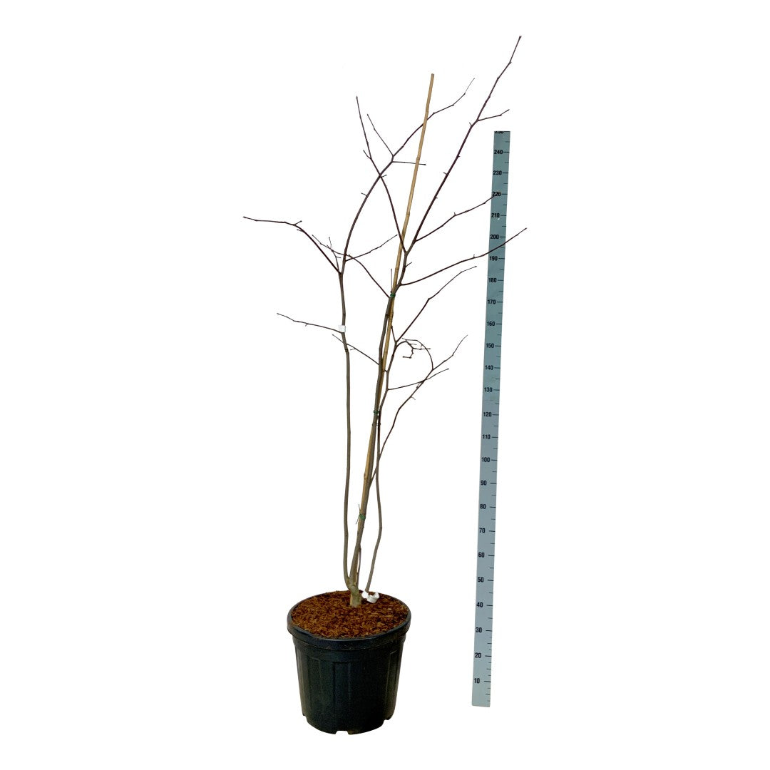Gulved kentukea - C55 175-200CM EXTRA