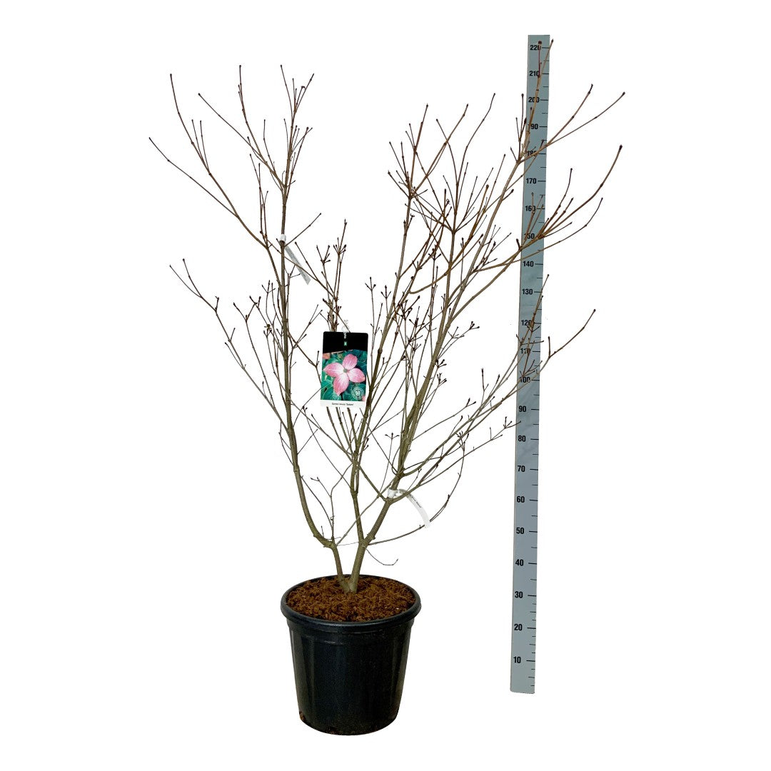 Cornus kousa &