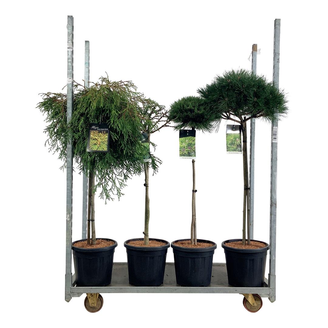 Barrväxter i sorter - 80 CM STEM C15