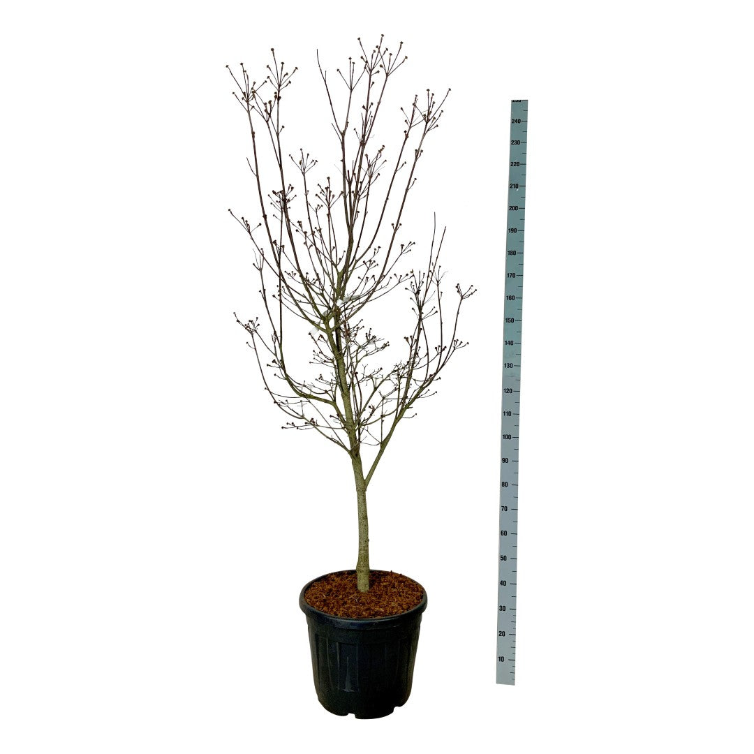 Cornus &