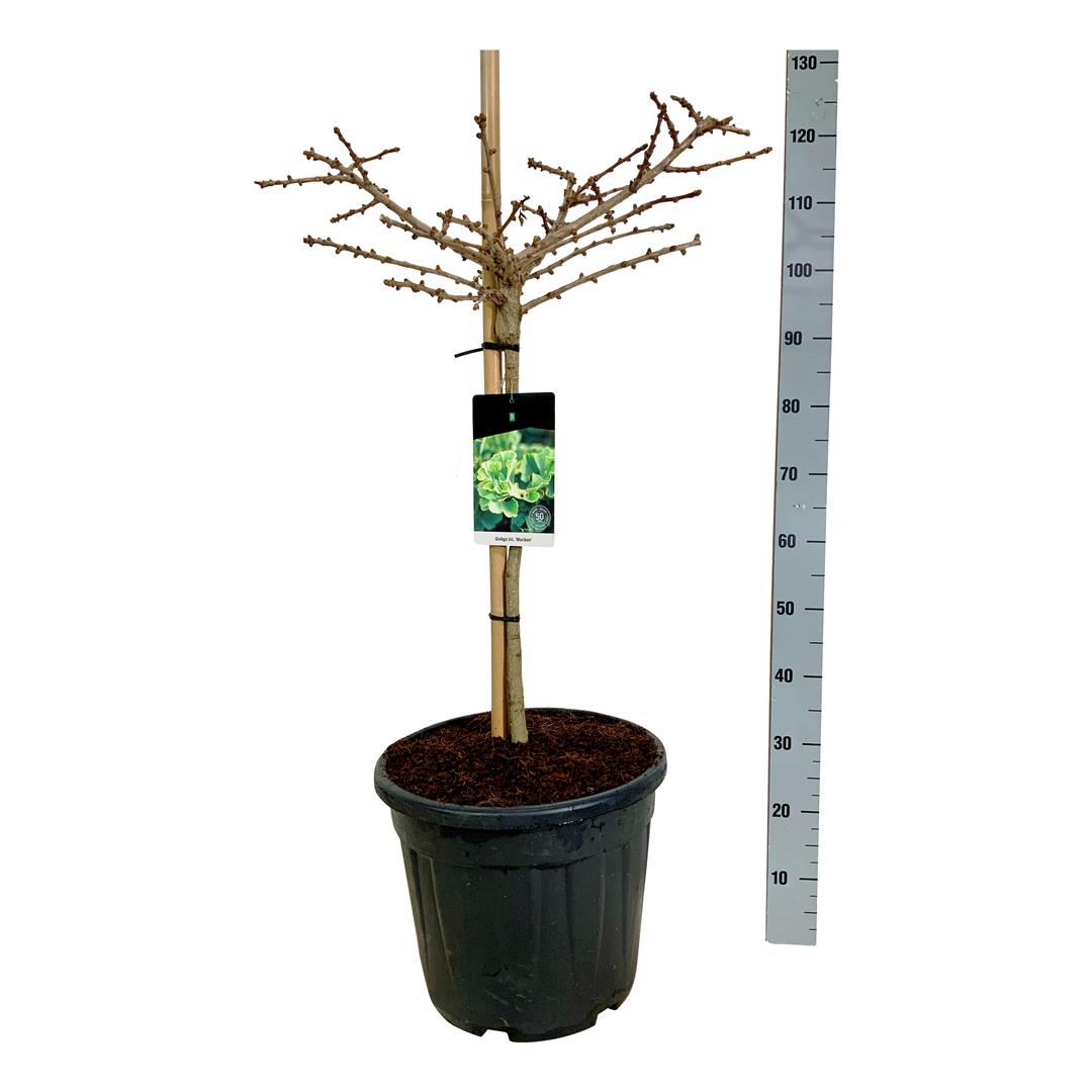 Ginkgo biloba &