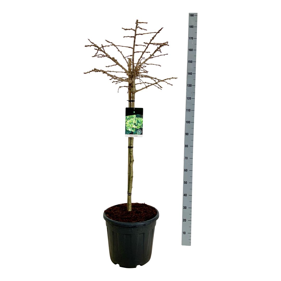 Ginkgo biloba &