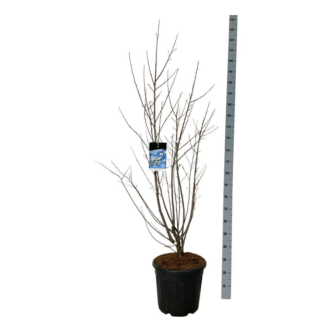 Halesia carolina 80-100 cm, C10 (10 liters kruka)