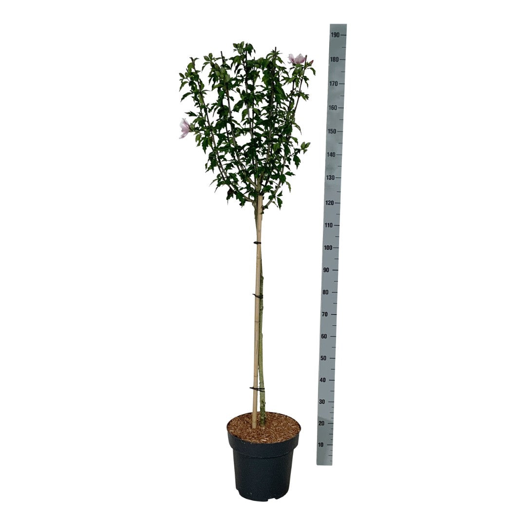 Hibiscus syriacus &
