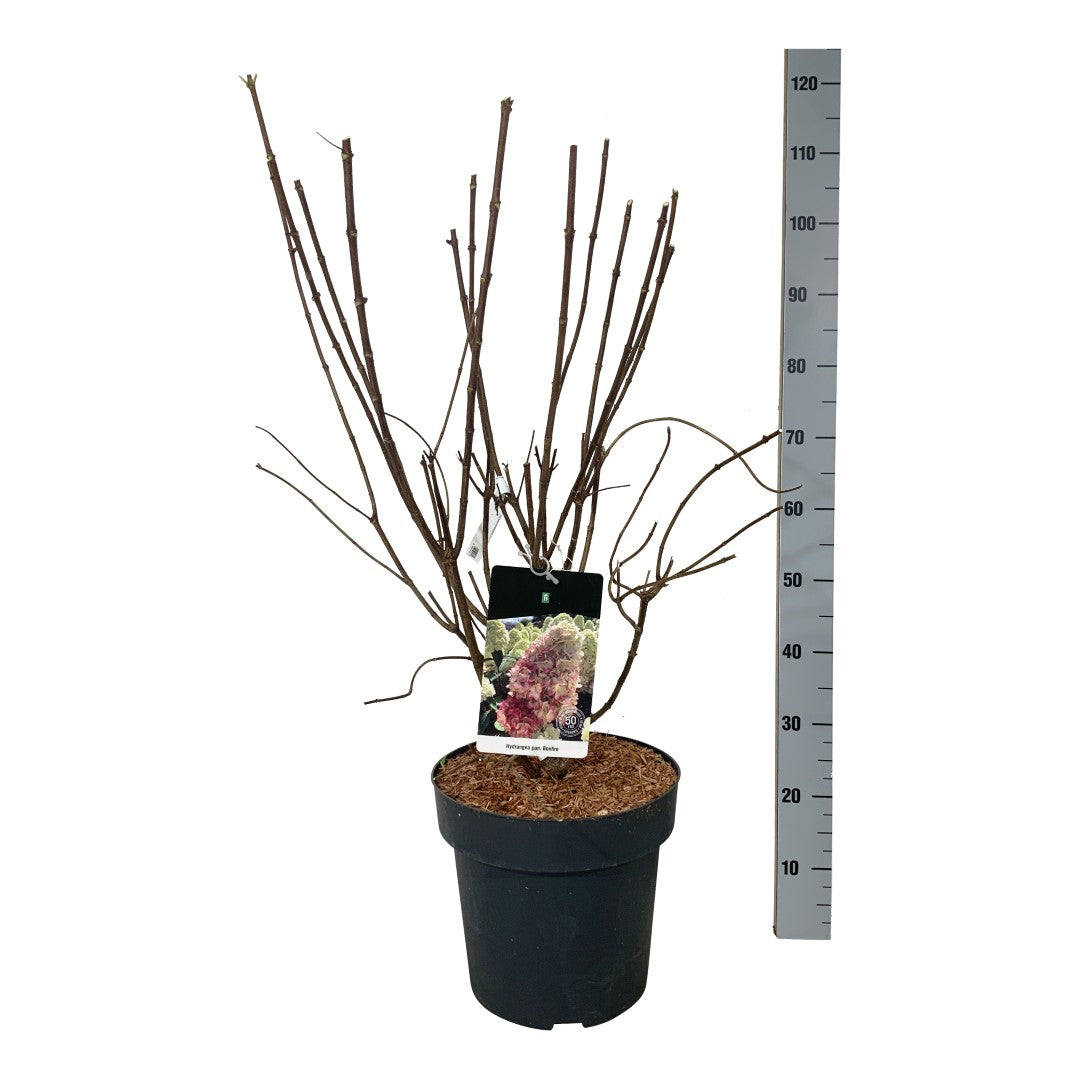 Hortensia pan. &