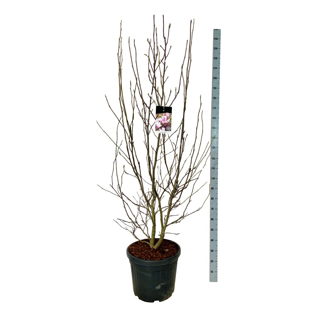 Magnolia soulangeana - C55 200-225 CM EXTRA