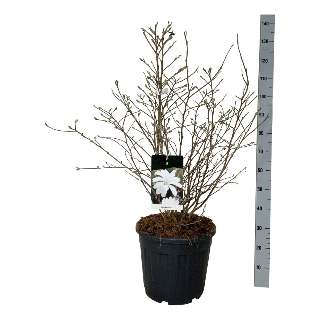 Magnolia stellata - C30 80-100 CM EXTRA