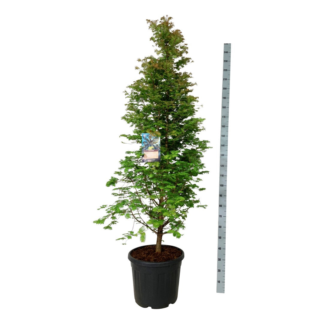 Metasequoia glypt. &