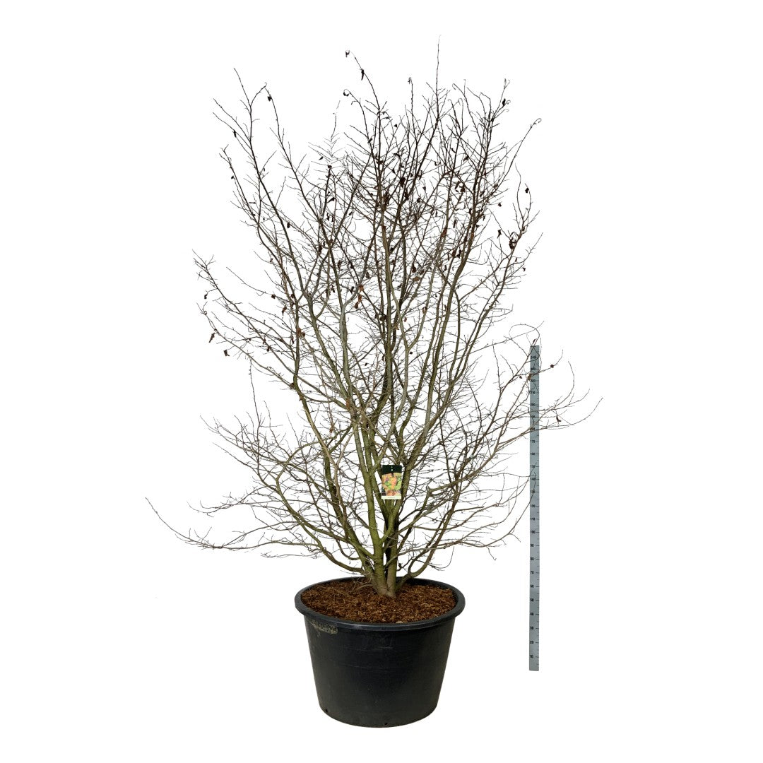 Persiskt järnträd persica - C500 300-350 CM SOL