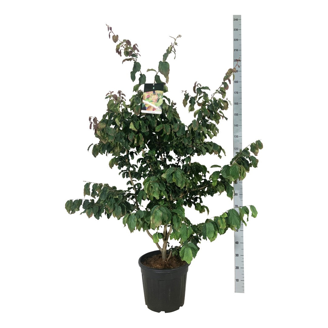 Persiskt järnträd persica - C30 100-125CM EXTRA