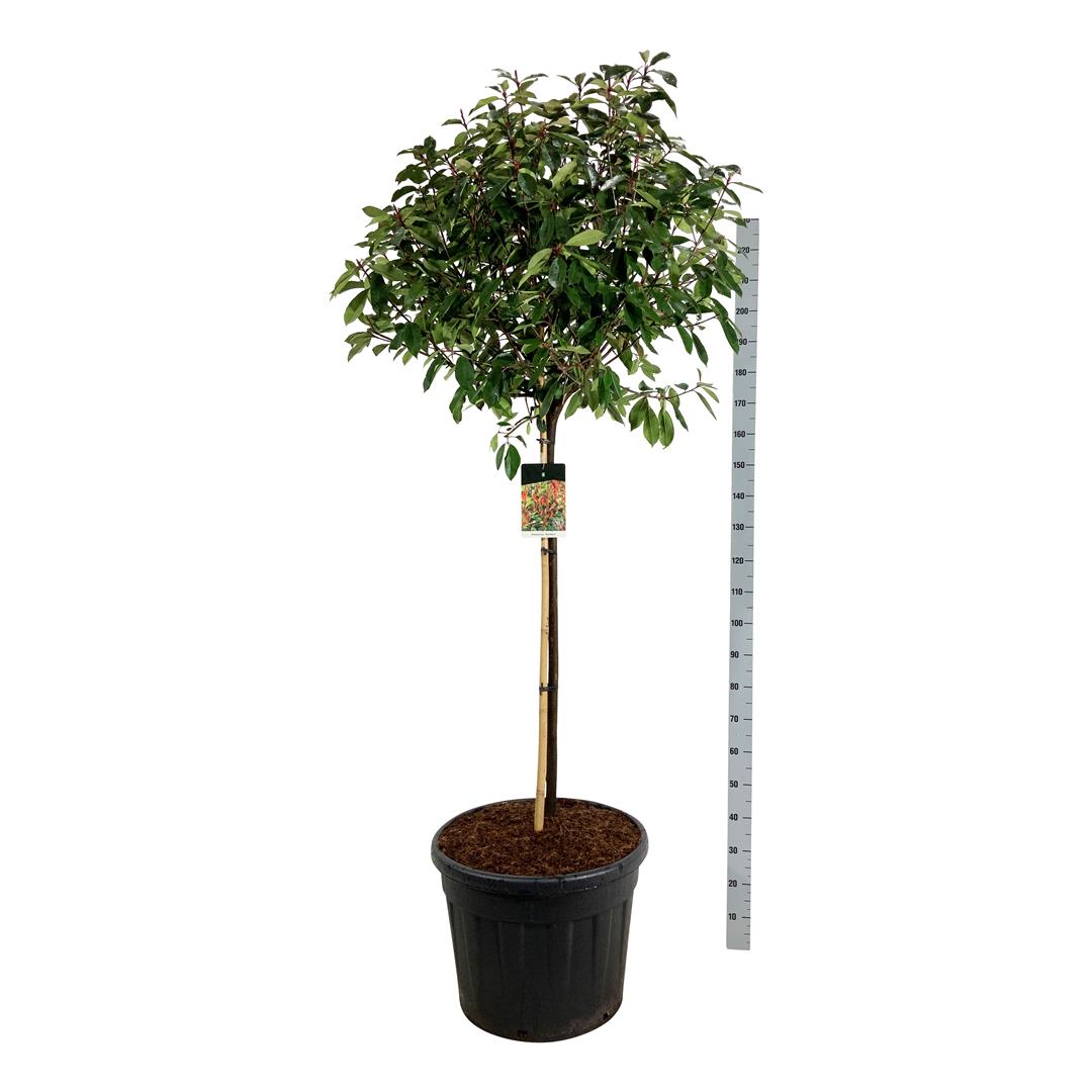 Glansmispel fraseri &