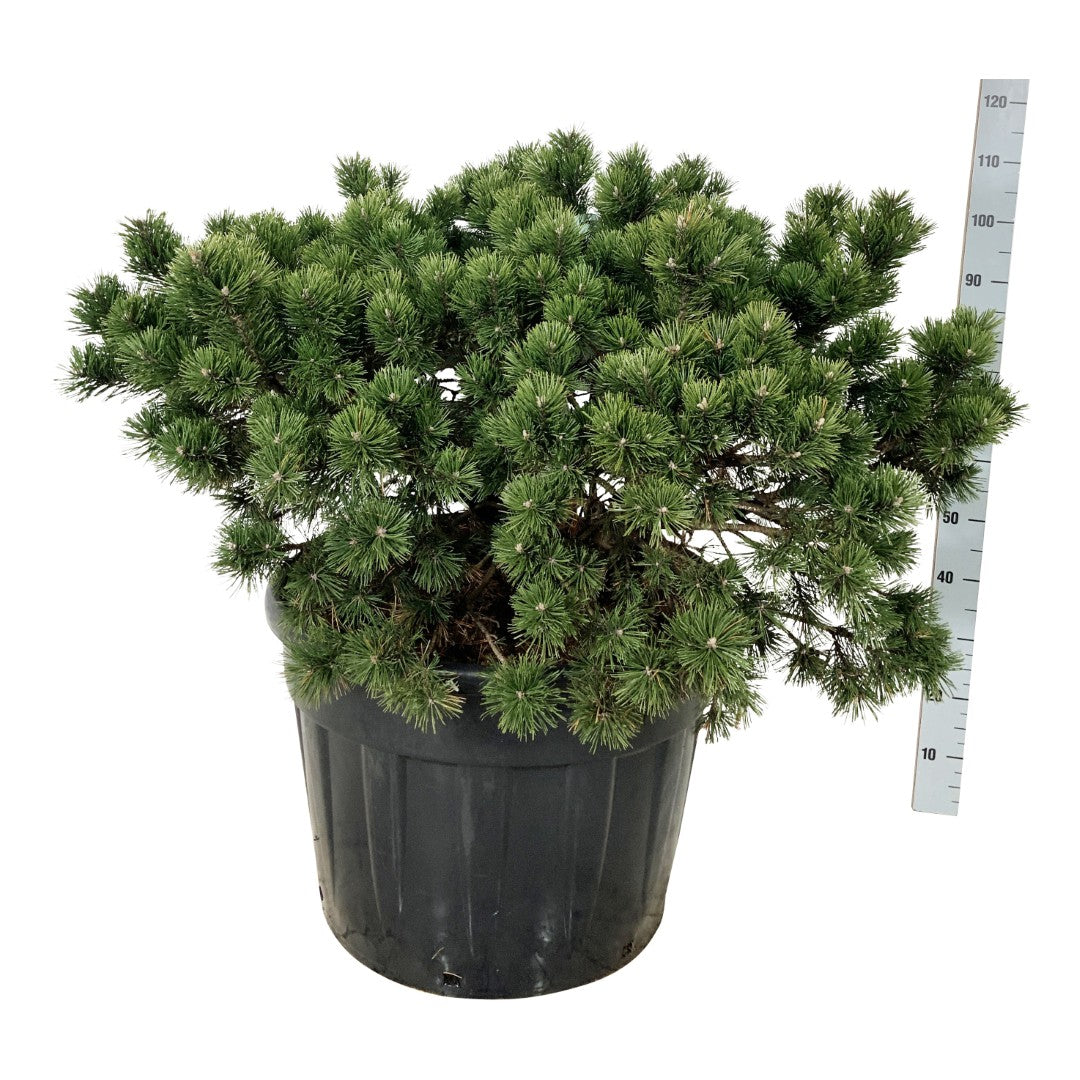 Tall mugo &