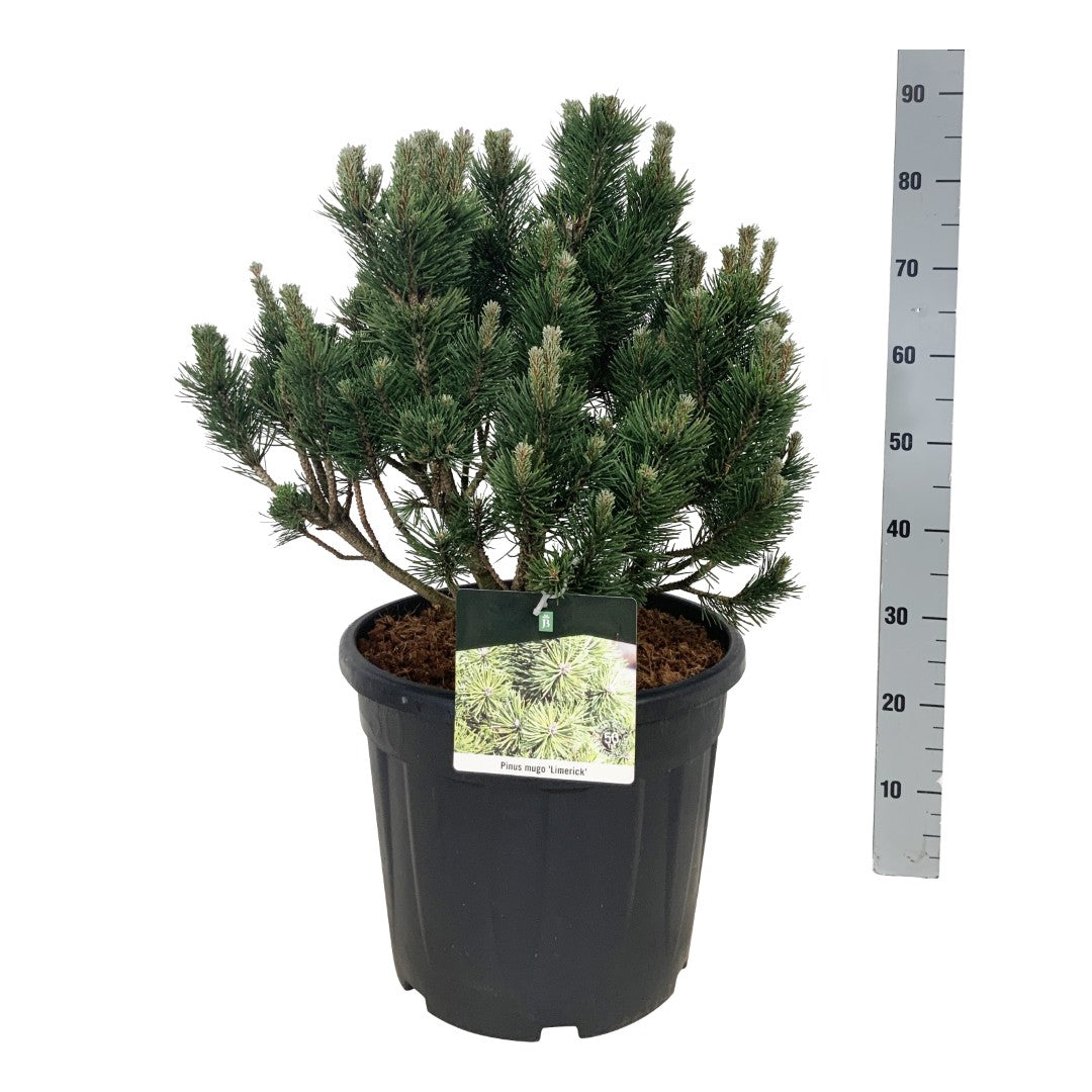 Tall mugo &