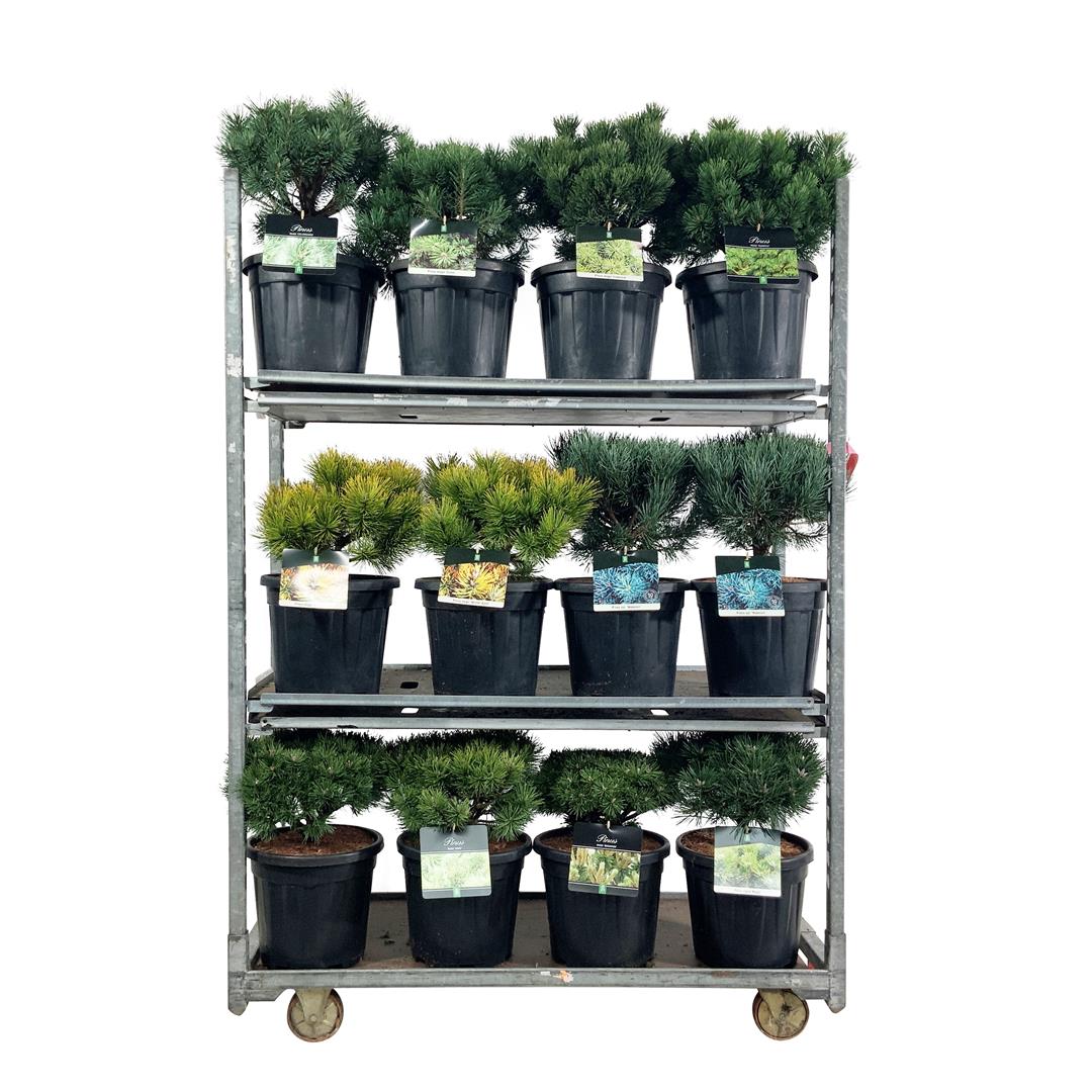 Tall in cultivars - C15