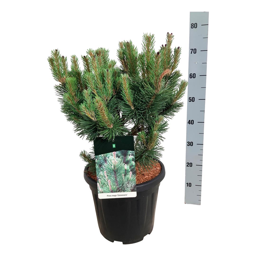 Pinus mugo &