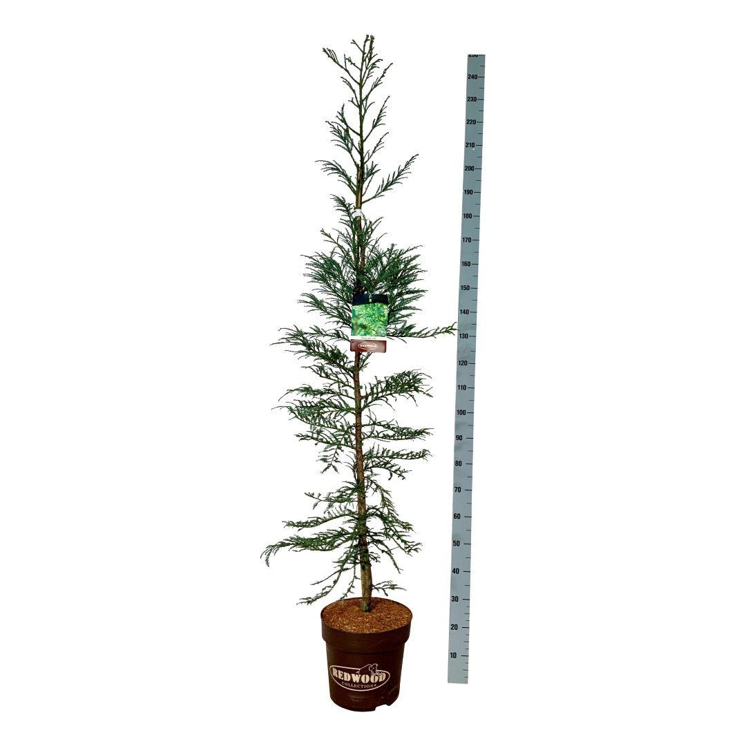 Sequoia sempervirens &