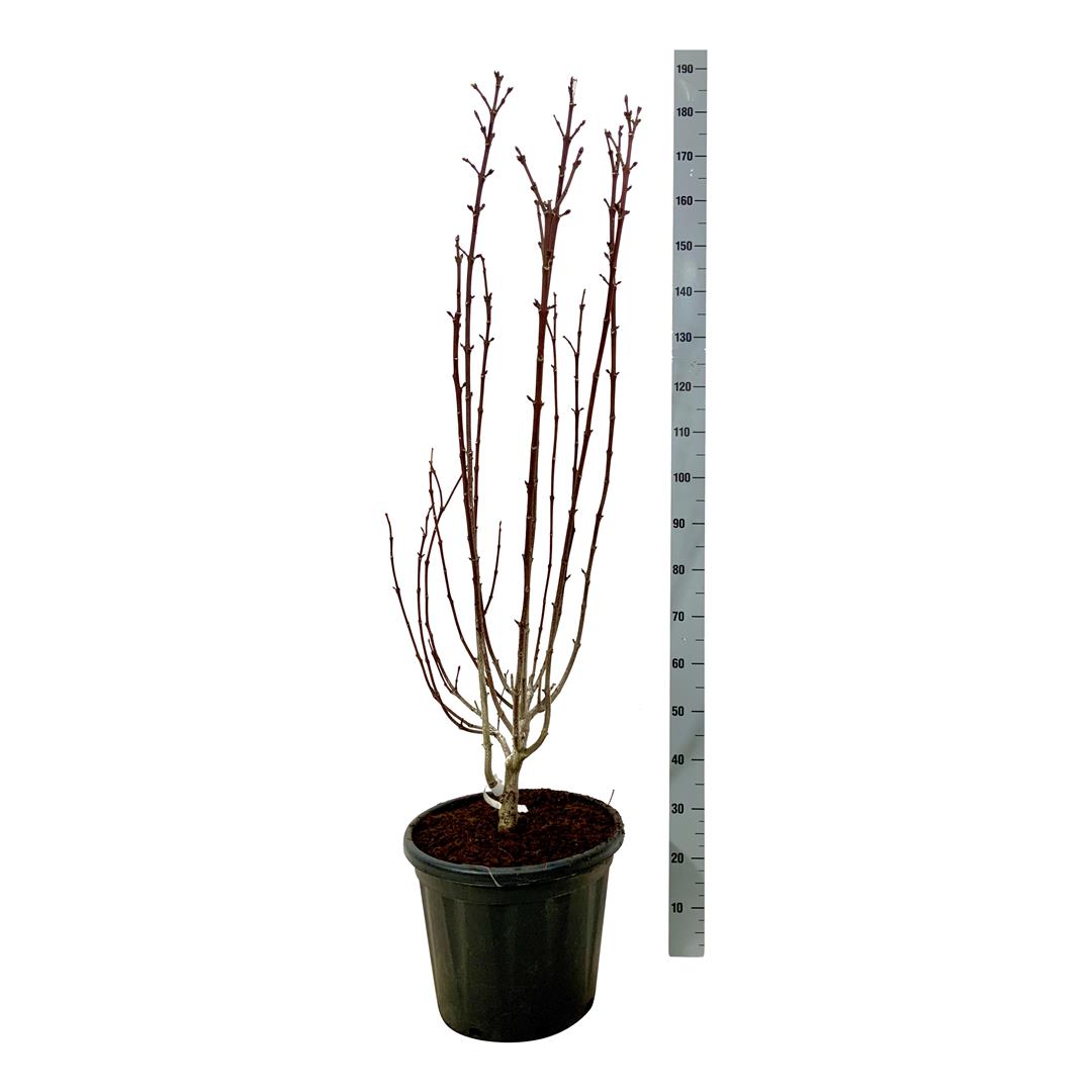 Pimpernöt colchica - C30 125-150CM EXTRA