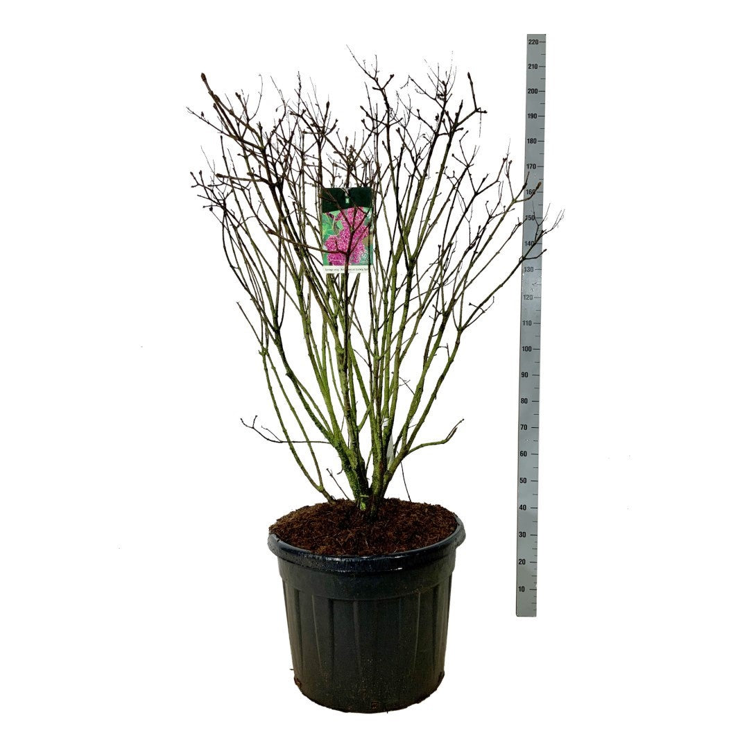 Syringa v. &